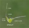  Spikelet (Opened)